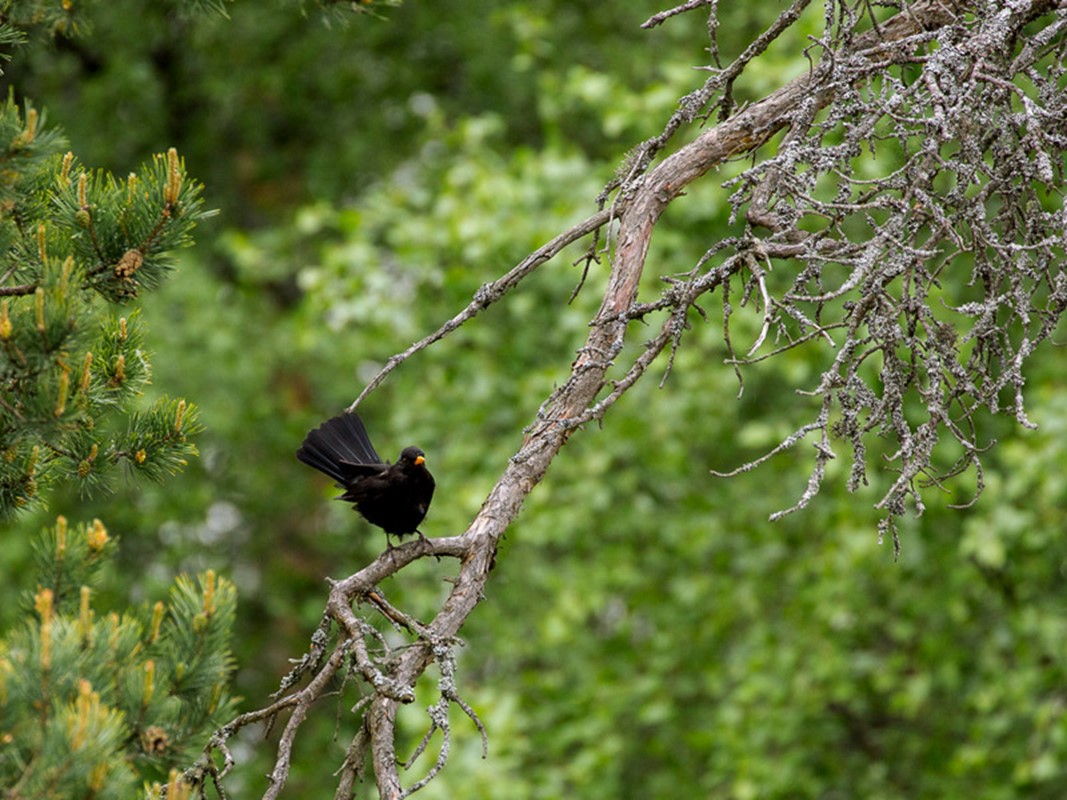 Musta lintu puussa Kirkkonummen Sarvvikissa