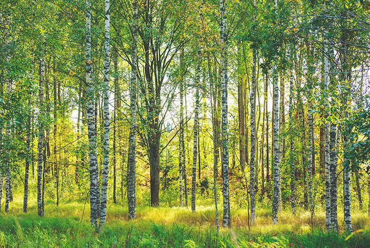 Kuva kesäisestä metsästä