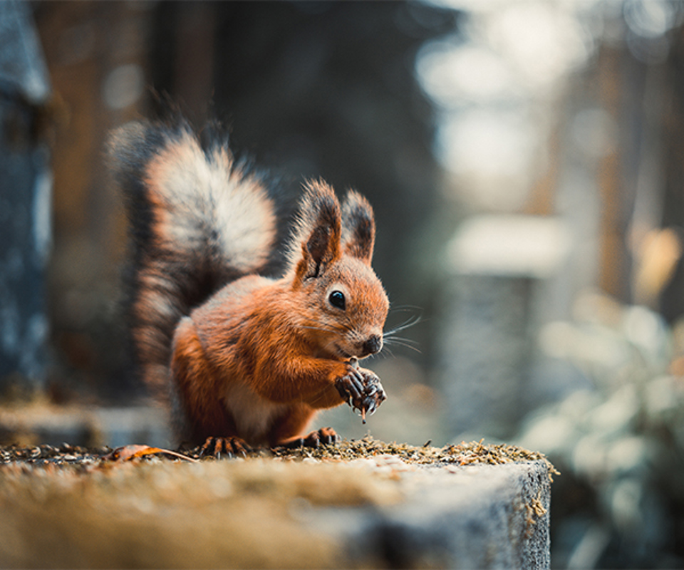 Orava lähikuvassa.