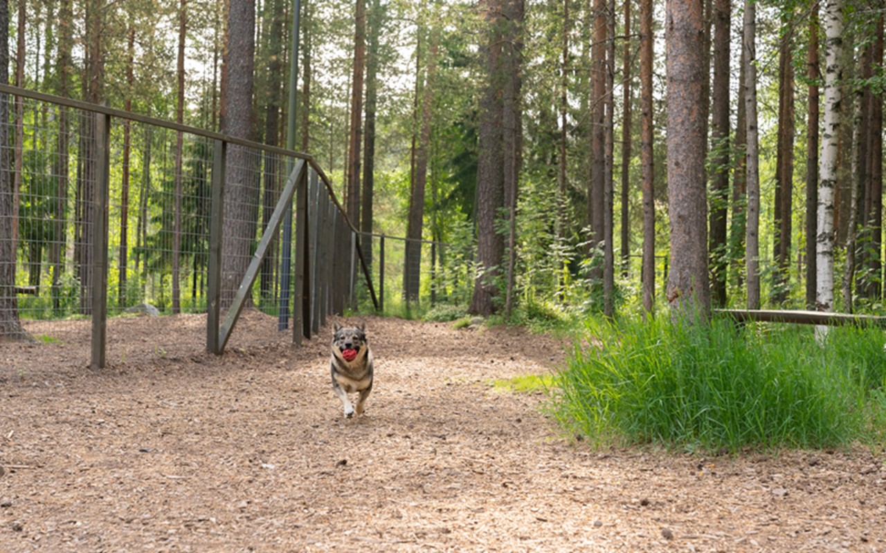 Koira juoksee lelu suussa Oulun Mäntylän koirapuistossa.
